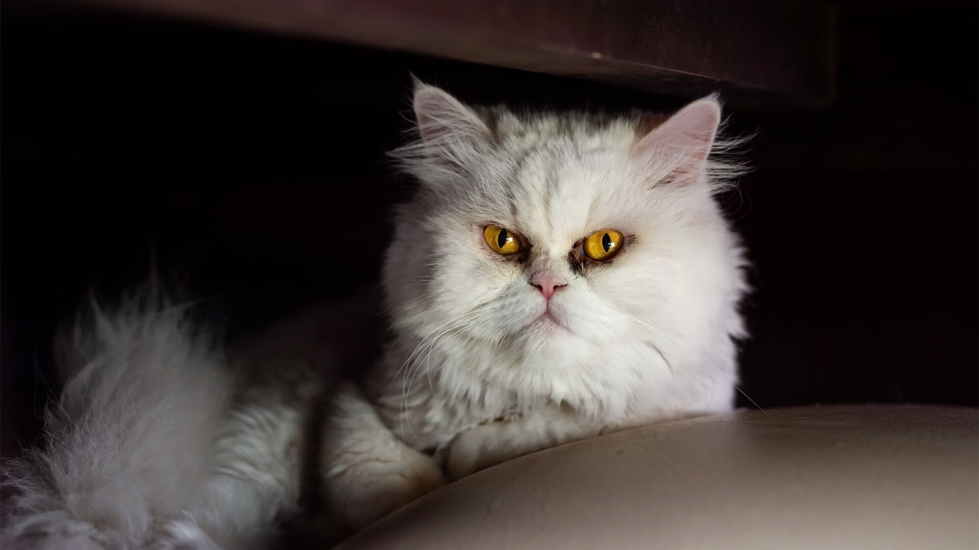 唯一不解的方程式,F1揭幕战夜,小贾伦让所有对手无解