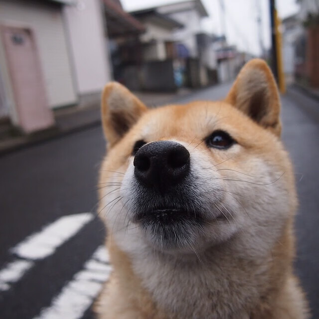 钢铁丛林巨兽苏醒,文班亚马的救赎之战