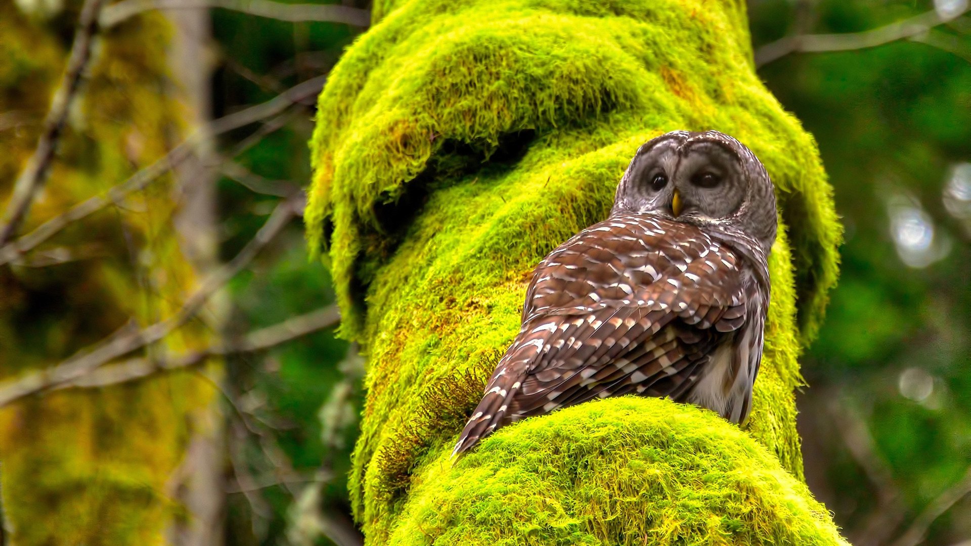 F1最快圈速 vs 足球关键防守,阿坎吉如何用零点几秒赢得冠军?
