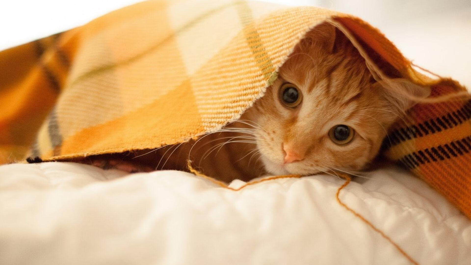 欧冠惊天逆转！马德里竞技3-2绝杀加拉塔萨雷，阿劳霍头球制胜成关键先生