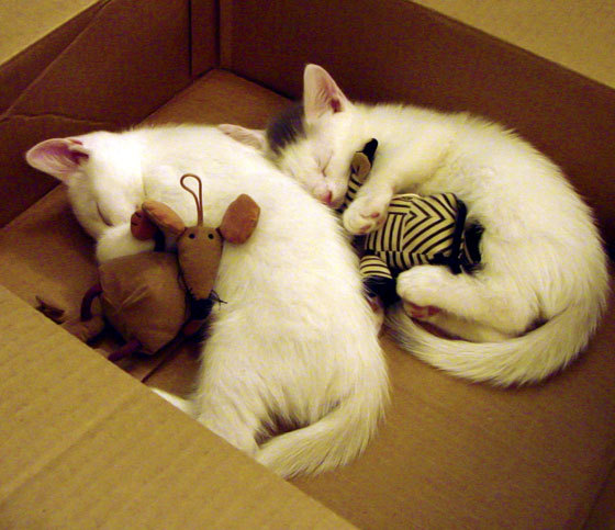 芝加哥的磐石，戈贝尔末节统治助公牛险胜开拓者晋级