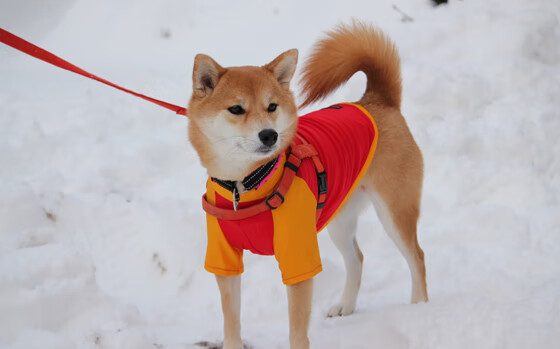 不可复刻的双面月光,巴尔韦德在抢七之夜登顶历史之巅