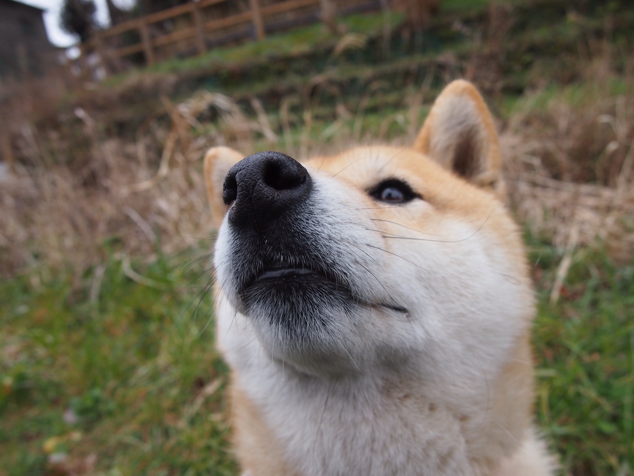 跨界火力，NBA总决赛的篮球交响与里昂足球压制玻利维亚的战术启示