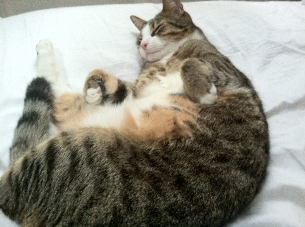 冷门之夜与传奇里程碑，安哥拉斩落埃及，卡塞米罗成就永恒