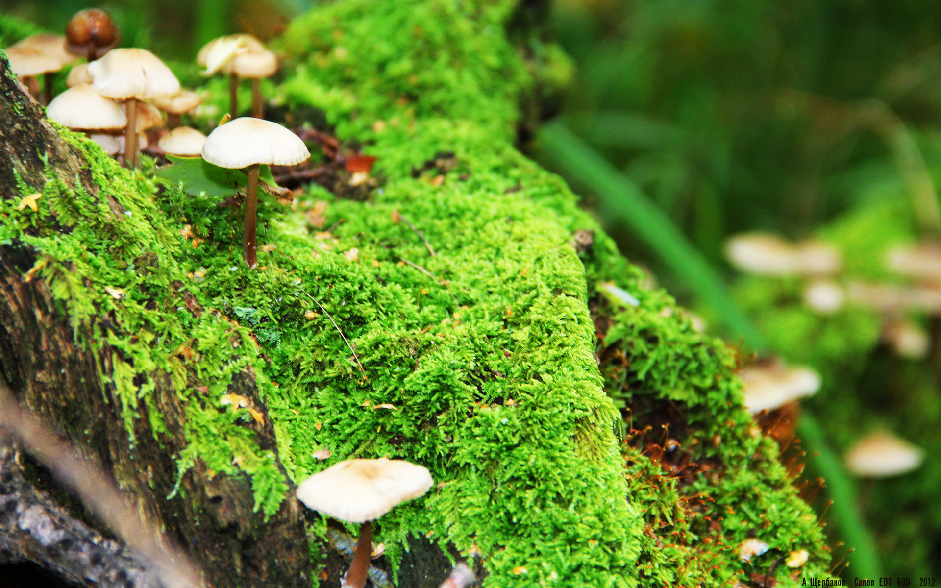 时空交错的传奇对决,当水花克莱的暴雨三分,遭遇辽宁铁血的钢铁长城