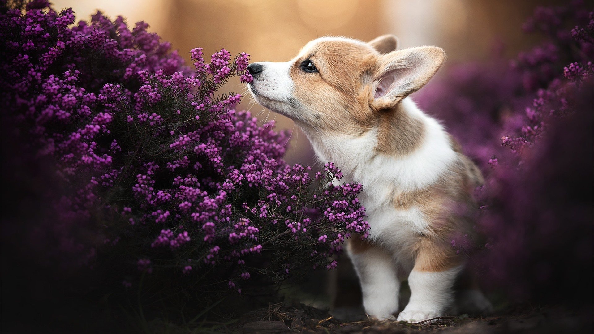 双子星碾压大黄蜂,弗拉霍维奇助攻双响,西班牙三球完胜多特蒙德