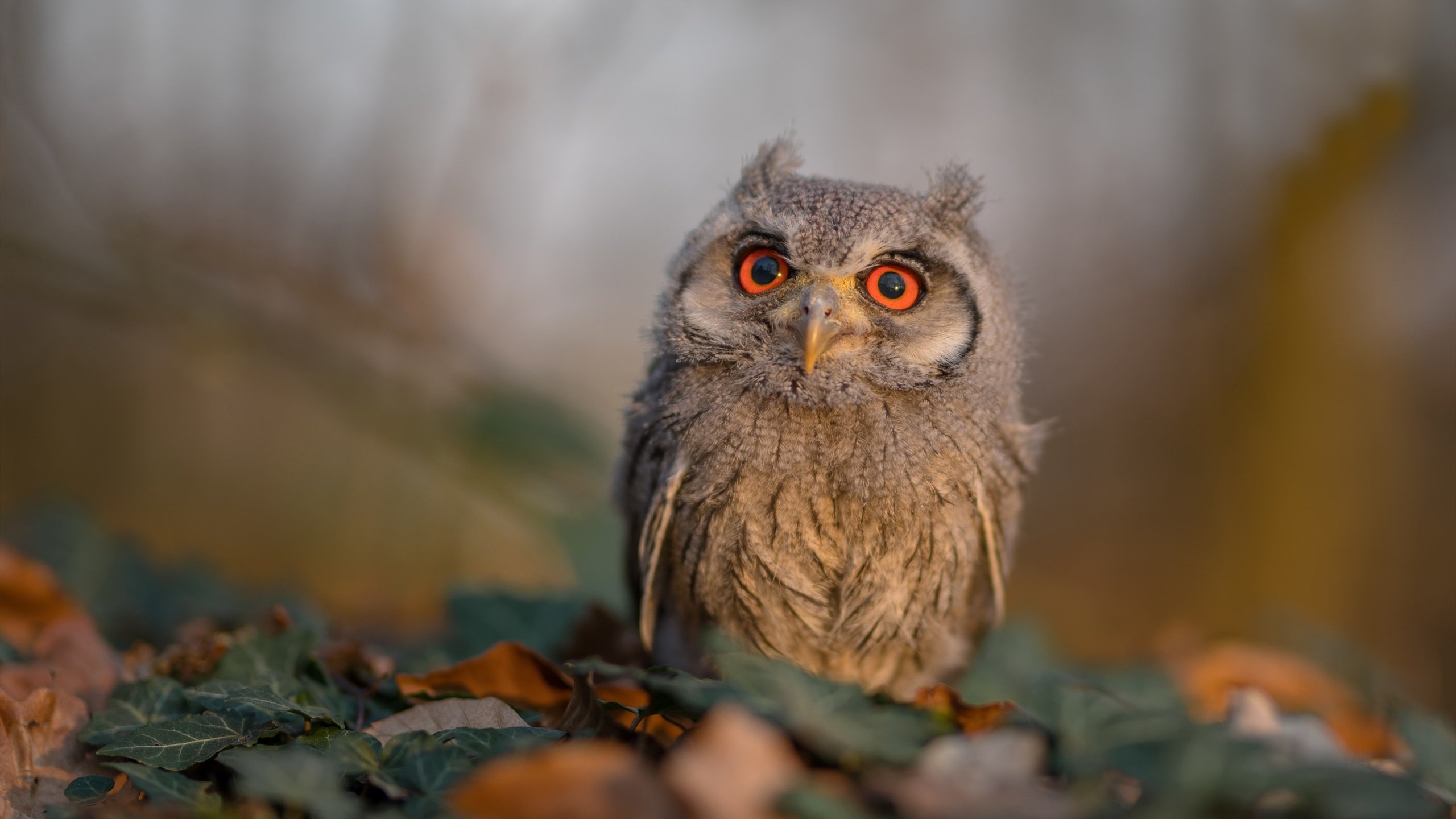 开云体育APP下载-踏平上海滩！广厦铁血防守制胜，哈利伯顿式关键先生一剑封喉